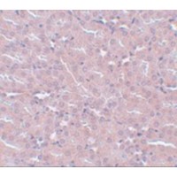 FRMPD2 Antibody - Immunohistochemistry of FRMPD2 in mouse kidney tissue with FRMPD2 antibody at 5 µg/mL.