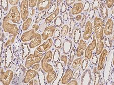 FRMPD2 Antibody - Immunochemical staining of human FRMPD2 in human kidney with rabbit polyclonal antibody at 1:200 dilution, formalin-fixed paraffin embedded sections.