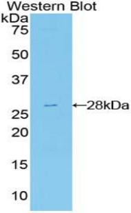 FRS2 Antibody - Western blot of recombinant FRS2.  This image was taken for the unconjugated form of this product. Other forms have not been tested.