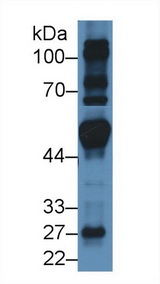 FRS2 Antibody - Western Blot; Sample: Mouse Heart lysate; Primary Ab: 3µg/ml Rabbit Anti-Human FRS2 Antibody Second Ab: 0.2µg/mL HRP-Linked Caprine Anti-Rabbit IgG Polyclonal Antibody