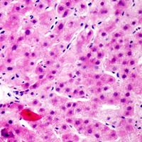 FRS2 Antibody - Immunohistochemical analysis of FRS2 (pY436) staining in human liver formalin fixed paraffin embedded tissue section. The section was pre-treated using heat mediated antigen retrieval with sodium citrate buffer (pH 6.0). The section was then incubated with the antibody at room temperature and detected using an HRP conjugated compact polymer system. DAB was used as the chromogen. The section was then counterstained with hematoxylin and mounted with DPX.
