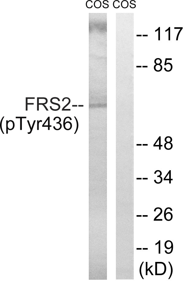 FRS2 Antibody - Western blot analysis of lysates from COS7 cells , using FRS2 (Phospho-Tyr436) Antibody. The lane on the right is blocked with the phospho peptide.