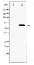FRS2 Antibody - Western blot of FRS2 phosphorylation expression in COS7 whole cell lysates,The lane on the left is treated with the antigen-specific peptide.