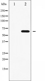 FRS2 Antibody - Western blot analysis of FRS2 phosphorylation expression in COS7 whole cells lysates. The lane on the left is treated with the antigen-specific peptide.
