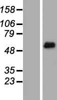 FRS2 Protein - Western validation with an anti-DDK antibody * L: Control HEK293 lysate R: Over-expression lysate