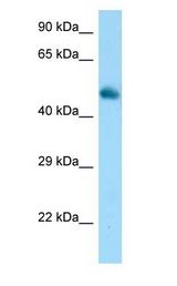 FRS3 Antibody - FRS3 antibody Western Blot of Mouse Muscle.  This image was taken for the unconjugated form of this product. Other forms have not been tested.