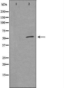 FRS3 Antibody - Western blot analysis of extracts of COS-7 cells using FRS3 antibody. The lane on the left is treated with the antigen-specific peptide.