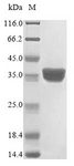 RPS3 / Ribosomal Protein S3 Protein - (Tris-Glycine gel) Discontinuous SDS-PAGE (reduced) with 5% enrichment gel and 15% separation gel.