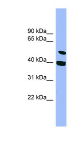FSAP57 / SMU1 Antibody - SMU1 antibody Western blot of HepG2 cell lysate. This image was taken for the unconjugated form of this product. Other forms have not been tested.