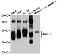 FSAP57 / SMU1 Antibody - Western blot analysis of extracts of various cell lines.