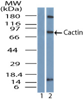 FSAPc / C19orf29 Antibody - Western blot of Cactin. Lanes 1 and 2 show human heart tissue lysate probed with pre-immune sera (1:5000) and Cactin polyclonal antibody (7 ug/ml), respectively.