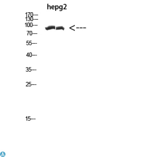 FSAPc / C19orf29 Antibody - Western Blot (WB) analysis of HepG2 cells using Antibody diluted at 1:1000.
