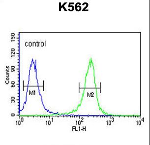 FSCN1 / Fascin Antibody - MTMRF Antibody flow cytometry of K562 cells (right histogram) compared to a negative control cell (left histogram). FITC-conjugated goat-anti-rabbit secondary antibodies were used for the analysis.
