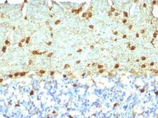 FSCN1 / Fascin Antibody - Formalin-fixed, paraffin-embedded rat brain stained with Fascin antibody (FSCN1/418).  This image was taken for the unmodified form of this product. Other forms have not been tested.
