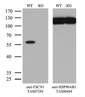 FSCN1 / Fascin Antibody - Equivalent amounts of cell lysates  and FSCN1-Knockout Hela cells  were separated by SDS-PAGE and immunoblotted with anti-FSCN1 monoclonal antibodyThen the blotted membrane was stripped and reprobed with anti-HSP90AB1 antibody  as a loading control. (1:500)