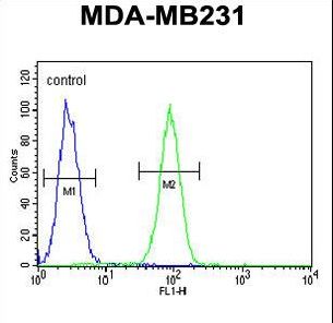 FSCN3 Antibody - Fascin-3 Antibody flow cytometry of MDA-MB231 cells (right histogram) compared to a negative control cell (left histogram). FITC-conjugated goat-anti-rabbit secondary antibodies were used for the analysis.