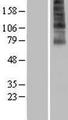 FSCN3 Protein - Western validation with an anti-DDK antibody * L: Control HEK293 lysate R: Over-expression lysate