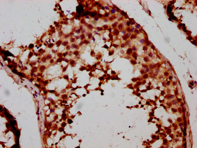 FSD1 Antibody - Immunohistochemistry Dilution at 1:500 and staining in paraffin-embedded human testis tissue performed on a Leica BondTM system. After dewaxing and hydration, antigen retrieval was mediated by high pressure in a citrate buffer (pH 6.0). Section was blocked with 10% normal Goat serum 30min at RT. Then primary antibody (1% BSA) was incubated at 4°C overnight. The primary is detected by a biotinylated Secondary antibody and visualized using an HRP conjugated SP system.