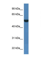 FSD1L Antibody - FSD1L antibody Western blot of 1 Cell lysate. Antibody concentration 1 ug/ml.  This image was taken for the unconjugated form of this product. Other forms have not been tested.