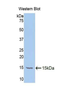 FSH Antibody - Western blot of recombinant FSH.  This image was taken for the unconjugated form of this product. Other forms have not been tested.