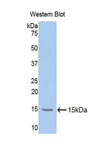 FSH Antibody - Western blot of recombinant FSH.  This image was taken for the unconjugated form of this product. Other forms have not been tested.