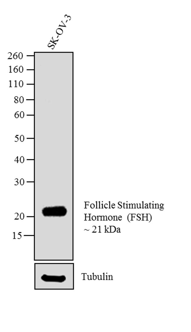 FSH Antibody - Western blot analysis was performed on whole cell extracts (30 µg lysate) of SK-OV-3 (Lane 1). The blot was probed with Anti-Follicle Stimulating Hormone Mouse monoclonal and detected by chemiluminescence using Goat anti-Mouse IgG (H+L) Superclonal Secondary Antibody, HRP conjugate. A ~21 kDa band corresponding to Follicle Stimulating Hormone was observed in the cell line tested. Known quantity of protein samples were electrophoresed using 10 % Bis-Tris gel. Resolved proteins were then transferred onto a nitrocellulose membrane. The membrane was probed with the relevant primary and secondary Antibody.