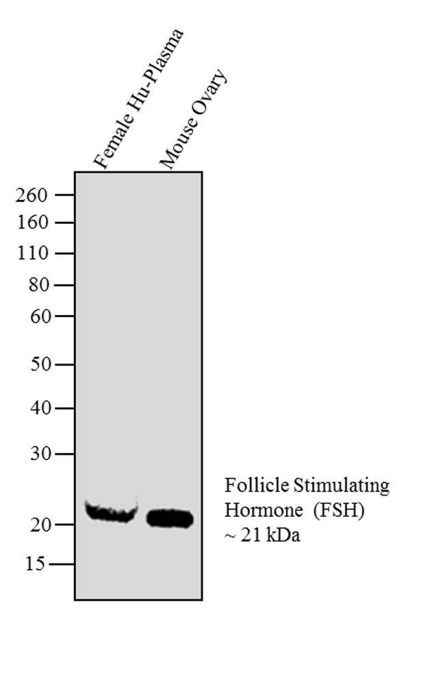 FSH Antibody - Western blot analysis was performed on 5 ul of Normal Female Human Plasma (Lane 1) and tissue extract (30 µg lysate) of Mouse ovary (Lane 2). The blot was probed with Anti-Follicle Stimulating Hormone Mouse monoclonal and detected by chemiluminescence using Goat anti-Mouse IgG (H+L) Superclonal Secondary Antibody, HRP conjugate. A ~21 kDa band corresponding to Follicle Stimulating Hormone was observed across the plasma and tissue tested. Known quantity of protein samples were electrophoresed using 10 % Bis-Tris gel. Resolved proteins were then transferred onto a nitrocellulose membrane. The membrane was probed with the relevant primary and secondary Antibody.