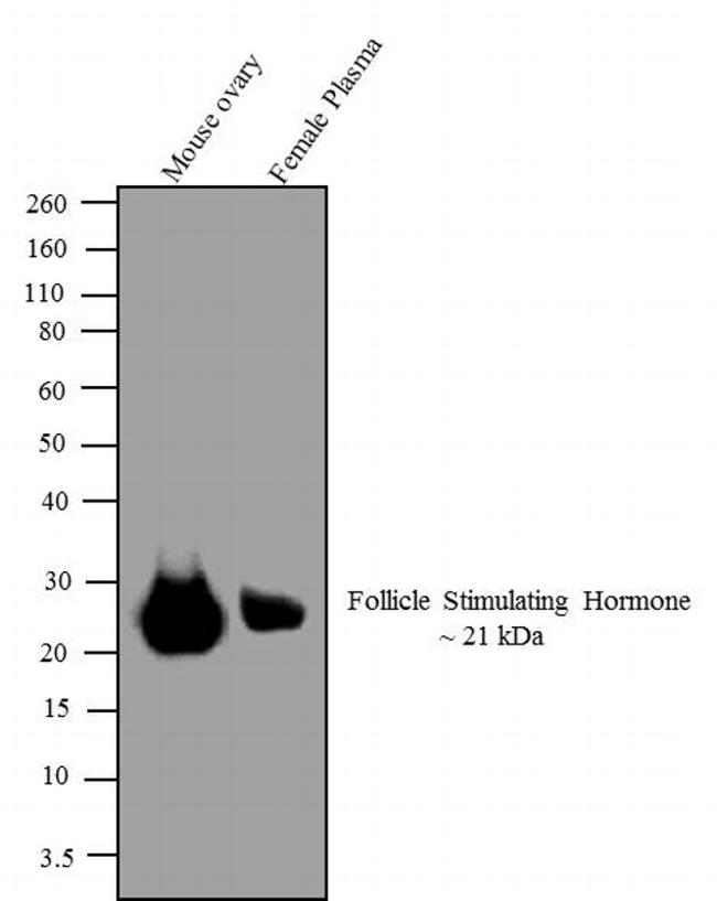 FSH Antibody - Follicle Stiumulating Hormone Western Blot