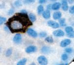 FSH Antibody - IHC of FSH on FFPE Pituitary tissue. This image was taken for the unmodified form of this product. Other forms have not been tested.