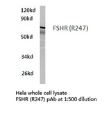 FSH Receptor / FSHR Antibody - Western blot of FSHR (R247) pAb in extracts from HeLa cells.