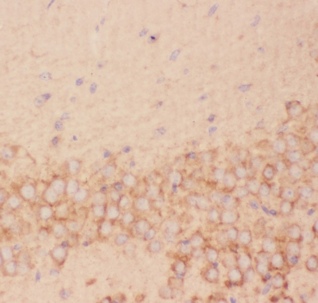 FSHB / FSH Beta Antibody - FSH beta antibody IHC-paraffin: Mouse Brain Tissue.