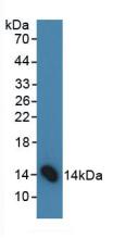 FSHB / FSH Beta Antibody - Western Blot; Sample: Human 293T Cells.