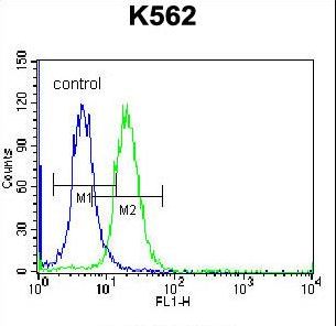 FSHB / FSH Beta Antibody - FSHB/FSH Antibody flow cytometry of K562 cells (right histogram) compared to a negative control cell (left histogram). FITC-conjugated donkey-anti-rabbit secondary antibodies were used for the analysis.