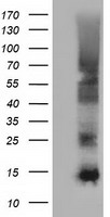 FSHB / FSH Beta Antibody - HEK293T cells were transfected with the pCMV6-ENTRY control (Left lane) or pCMV6-ENTRY FSHB (Right lane) cDNA for 48 hrs and lysed. Equivalent amounts of cell lysates (5 ug per lane) were separated by SDS-PAGE and immunoblotted with anti-FSHB.