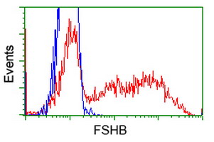 FSHB / FSH Beta Antibody - HEK293T cells transfected with either overexpress plasmid (Red) or empty vector control plasmid (Blue) were immunostained by anti-FSHB antibody, and then analyzed by flow cytometry.