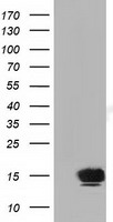FSHB / FSH Beta Antibody - HEK293T cells were transfected with the pCMV6-ENTRY control (Left lane) or pCMV6-ENTRY FSHB (Right lane) cDNA for 48 hrs and lysed. Equivalent amounts of cell lysates (5 ug per lane) were separated by SDS-PAGE and immunoblotted with anti-FSHB.