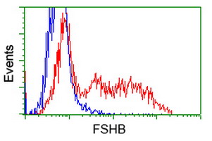 FSHB / FSH Beta Antibody - HEK293T cells transfected with either overexpress plasmid (Red) or empty vector control plasmid (Blue) were immunostained by anti-FSHB antibody, and then analyzed by flow cytometry.
