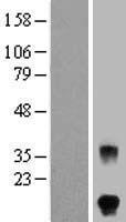 FSHB / FSH Beta Protein - Western validation with an anti-DDK antibody * L: Control HEK293 lysate R: Over-expression lysate