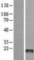 FSHB / FSH Beta Protein - Western validation with an anti-DDK antibody * L: Control HEK293 lysate R: Over-expression lysate