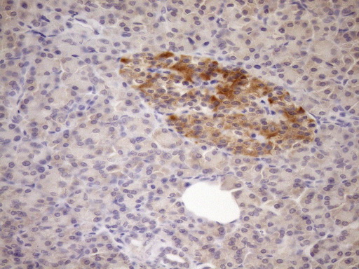 FSIP1 Antibody - Immunohistochemical staining of paraffin-embedded Human pancreas tissue within the normal limits using anti-FSIP1 mouse monoclonal antibody. (Heat-induced epitope retrieval by Tris-EDTA, pH8.0)(1:150)