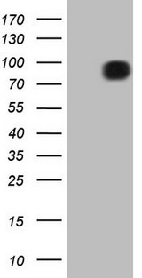 FSIP1 Antibody - HEK293T cells were transfected with the pCMV6-ENTRY control (Left lane) or pCMV6-ENTRY FSIP1 (Right lane) cDNA for 48 hrs and lysed. Equivalent amounts of cell lysates (5 ug per lane) were separated by SDS-PAGE and immunoblotted with anti-FSIP1 (1:2000).