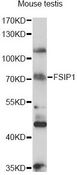FSIP1 Antibody - Western blot analysis of extracts of mouse testis, using FSIP1 antibody at 1:1000 dilution. The secondary antibody used was an HRP Goat Anti-Rabbit IgG (H+L) at 1:10000 dilution. Lysates were loaded 25ug per lane and 3% nonfat dry milk in TBST was used for blocking. An ECL Kit was used for detection and the exposure time was 90s.