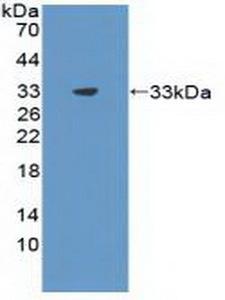 FSP27 / CIDEC Antibody - Western Blot; Sample: Recombinant CIDEC, Rat.