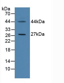 FSP27 / CIDEC Antibody - Western Blot; Sample: Human Hela Cells.
