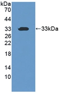 FSP27 / CIDEC Antibody - Western Blot; Sample: Recombinant CIDEC, Human.