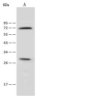 FSP27 / CIDEC Antibody - Anti-CIDEC rabbit polyclonal antibody at 1:500 dilution. Lane A: Hela Whole Cell Lysate. Lysates/proteins at 30 ug per lane. Secondary: Goat Anti-Rabbit IgG (H+L)/HRP at 1/10000 dilution. Developed using the ECL technique. Performed under reducing conditions. Predicted band size: 27 kDa. Observed band size: 27 kDa.