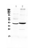 FST / Follistatin Antibody - Western blot - Anti-Follistatin Picoband Antibody