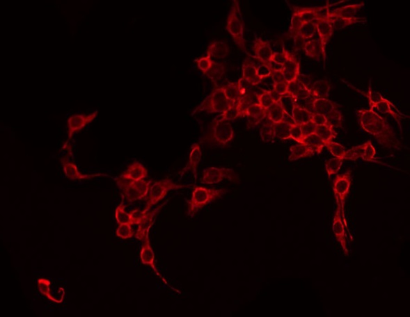FST / Follistatin Antibody - Staining HepG2 cells by IF/ICC. The samples were fixed with PFA and permeabilized in 0.1% Triton X-100, then blocked in 10% serum for 45 min at 25°C. The primary antibody was diluted at 1:200 and incubated with the sample for 1 hour at 37°C. An Alexa Fluor 594 conjugated goat anti-rabbit IgG (H+L) Ab, diluted at 1/600, was used as the secondary antibody.