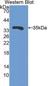 FSTL1 Antibody