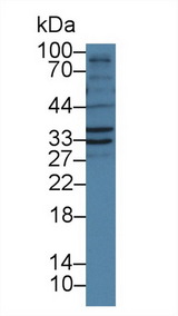 FSTL1 Antibody - Western Blot; Sample: Porcine Liver lysate; Primary Ab: 1µg/ml Rabbit Anti-Human FSTL1 Antibody Second Ab: 0.2µg/mL HRP-Linked Caprine Anti-Rabbit IgG Polyclonal Antibody